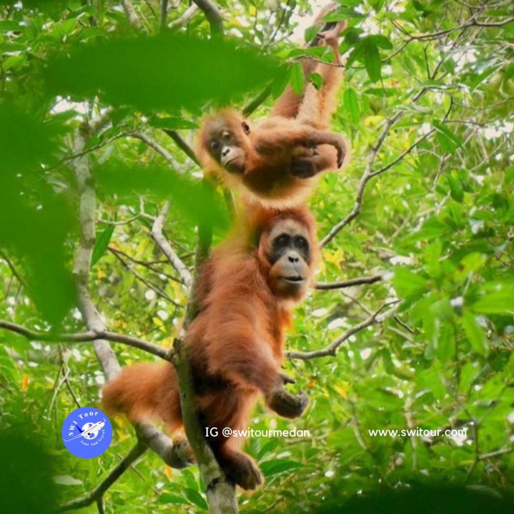 Paket Tour Bukit Lawang