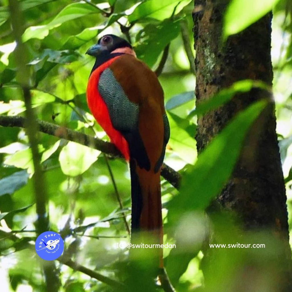Paket Tour Bukit Lawang