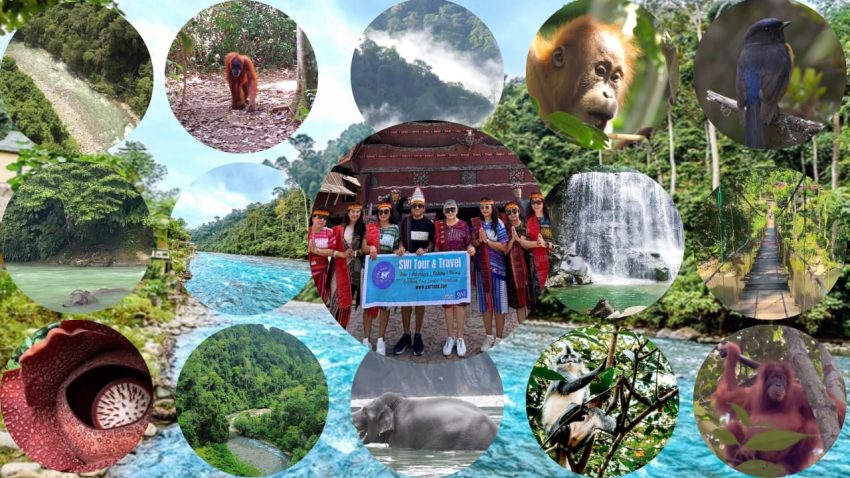Paket Tour Bukit Lawang