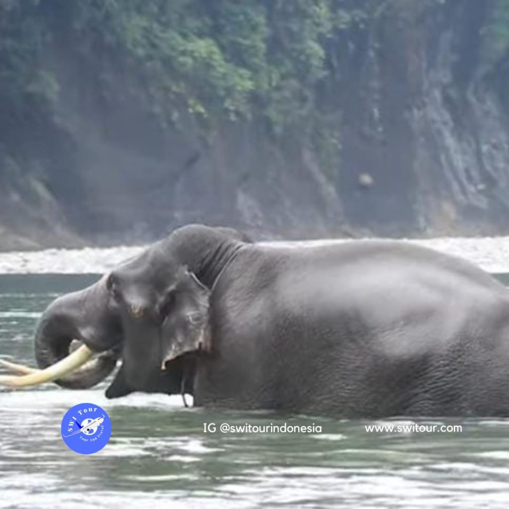 Wisata Gajah Tangkahan